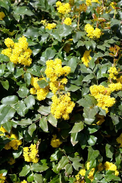 Mahonia (Mahonia aquifolium (Pursh) Nutt.). Florescimento — Fotografia de Stock