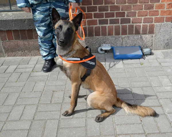 Vakt hund i utrustning med inskriptionen polisen — Stockfoto