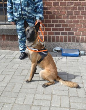 Ofis ekipmanları Belçikalı koyun-köpek cynologist arka plan karşı kaldırımda oturur