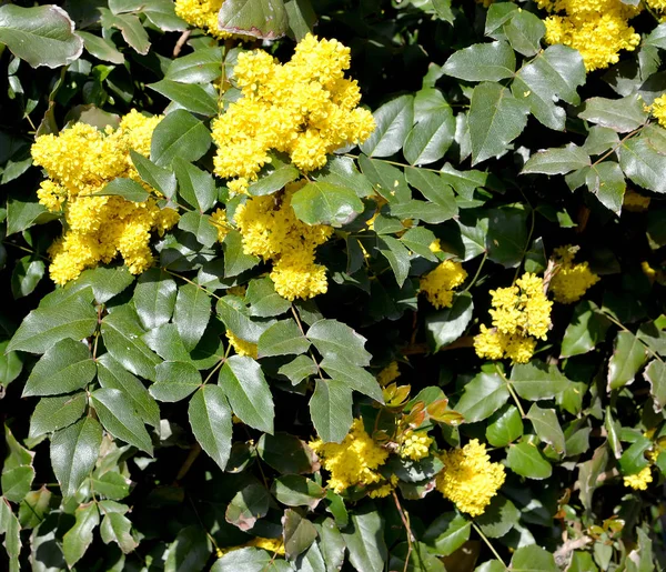 Махония (Mahonia aquifolium (Pursh) Nutt.). Цветение — стоковое фото