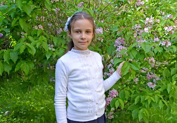 Портрет першокласника на тлі квітучої вейгели в парку — стокове фото