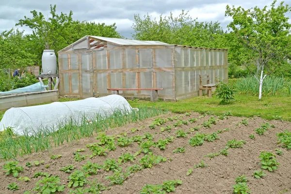 The greenhouse, hotbed and kitchen garden on the seasonal dacha. — Stock Photo, Image