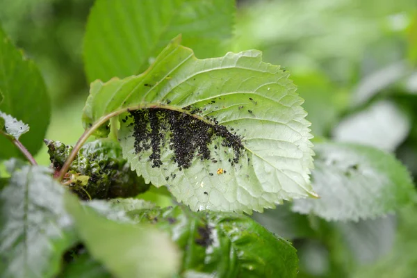 甘い桜の葉に黒い植物のシラスのコロニー — ストック写真