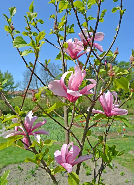 Rosa Blüten einer Magnolie von sulanzha (Magnolia soulangeana soul). - bod.) — Stockfoto