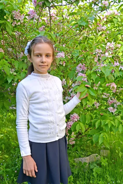 Дівчина першокласник стоїть біля квітучої вейгели в парку — стокове фото