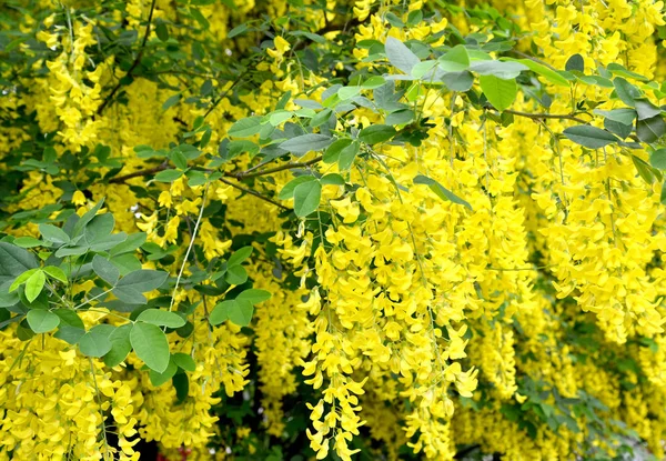 Flores amarillas de una ducha dorada (Laburnum anagyroides Medik.). Contexto — Foto de Stock