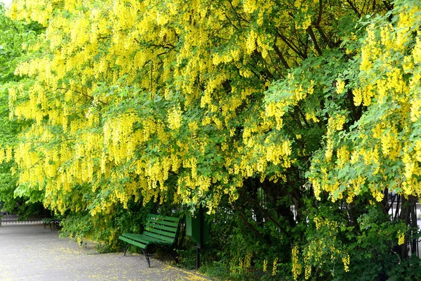 The golden shower blossoms in the city square. Laburnum anagyroides Medik. — Stock Photo, Image