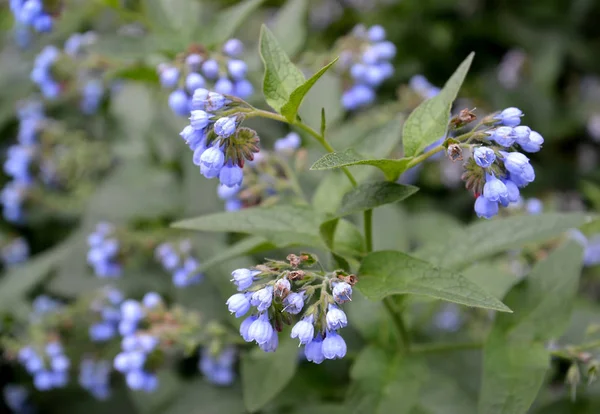 Blossoming of a comfrey Caucasian (Symphytum caucasicum M. Bieb. — Stock Photo, Image