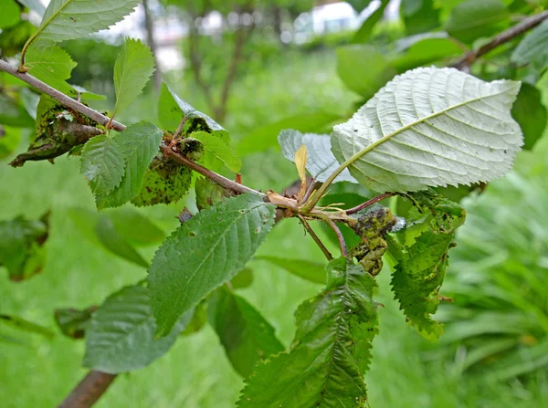 Sweet Cherry Branch met de bladeren beschadigd door een plant Luis — Stockfoto