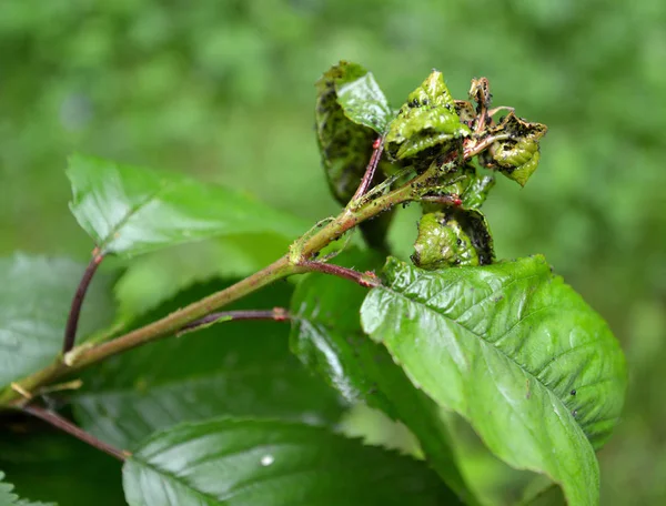 The young leaves of sweet cherry damaged by a plant louse — Stock Photo, Image