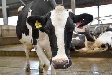 Kaliningrad Region, Rusya - 28 Mayıs 2019: Bir çiftlikte Holstein-Friesian ırkının bir