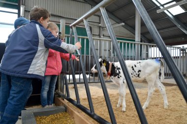 Kaliningrad Region, Rusya - 28 Mayıs 2019: Çocuklar buzağıya bakıyor. Bir mandıraya çocuk gezisi