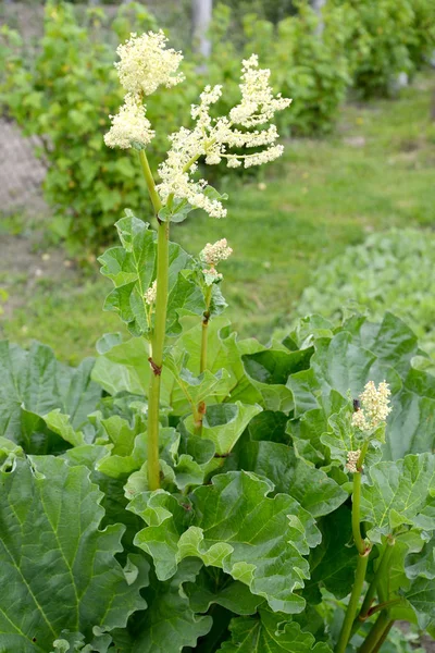 Kwitnąca hybryda rabarbaru (Rheum hybrids Murray) — Zdjęcie stockowe