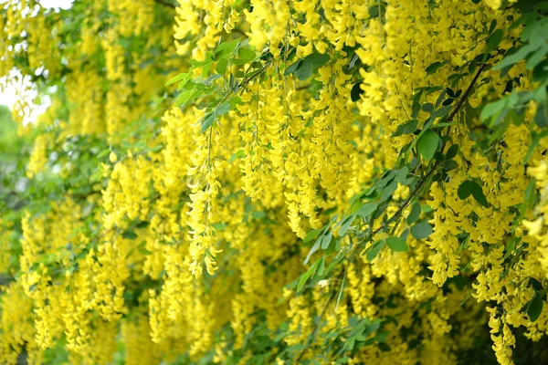 Blüten einer goldenen Dusche (laburnum anagyroides medik.). Hintergrund — Stockfoto