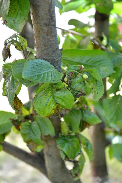 Congestion d'un pou de plante sur des feuilles de cerise douce — Photo