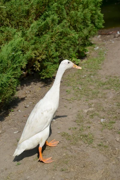 Canard de race Indian runner (Indian Runner) d'une couleur blanche — Photo