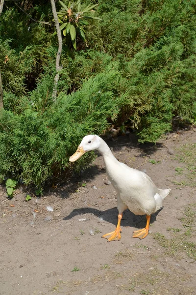 Domestic duck of breed Indian runner (Indian Runner) — Stock Photo, Image
