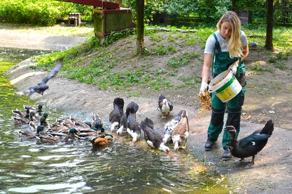 KALINININGRAD, RUSIA - 13 DE JUNIO DE 2019: El empleado de un zoológico alimenta aves acuáticas —  Fotos de Stock