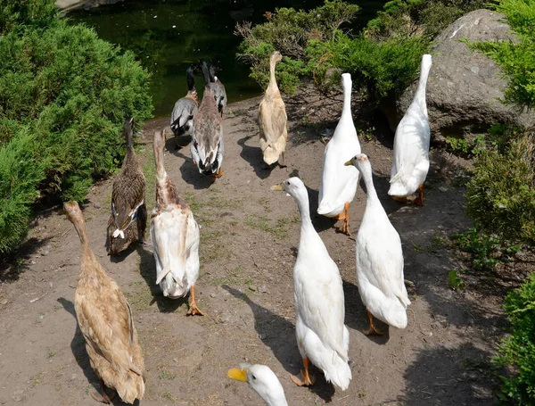 Le troupeau de canards domestiques de race le coureur indien (coureur indien) va à un réservoir — Photo