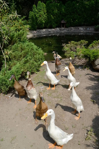 Manada de patos domésticos de raza el corredor indio (corredor indio en el territorio de un zoológico — Foto de Stock