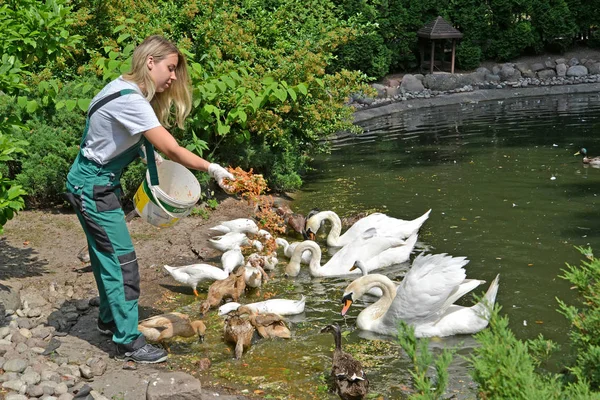 KALINININGRAD, RUSIA - 13 DE JUNIO DE 2019: El trabajador de un zoológico alimenta aves acuáticas —  Fotos de Stock