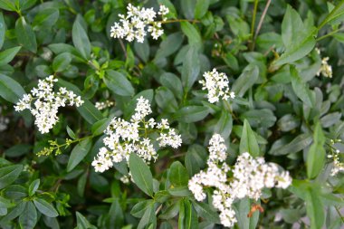 Çiçek açan çalı bir privet sıradan (Ligustrum vulgare L.)