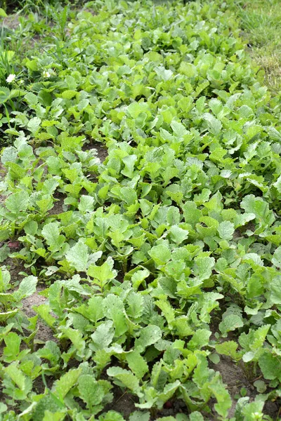 Colpi di ravanello di giardino su un letto — Foto Stock