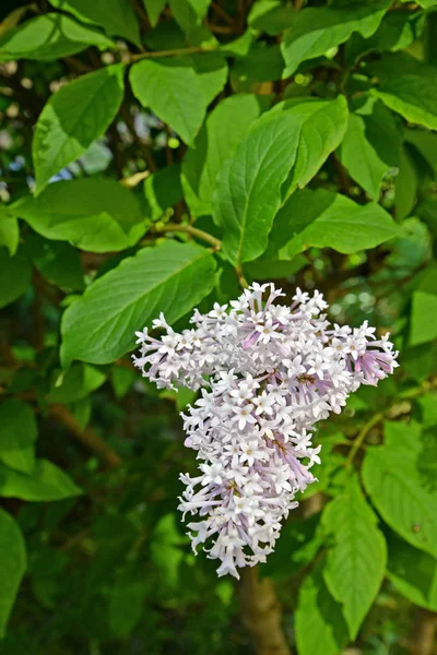 Blomställning av en lila ungerska (Syringa josikaea J. Jacq. ex Rchb.) — Stockfoto