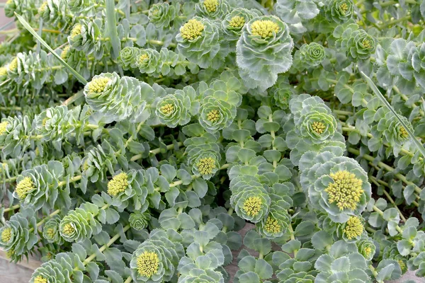 Rhodiola Pink (Rhodiola rosea L.), kvetoucí rozkvět — Stock fotografie