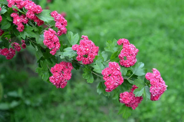 Espino rojo sangre (Crataegus sanguinea Pall.). Una rama con fl — Foto de Stock