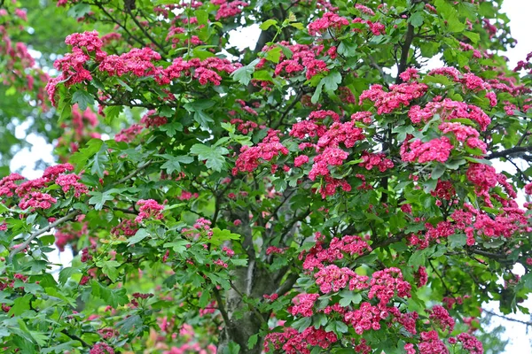 Den blommande hagtorn blodröd (Crataegus sanguinea pall.) — Stockfoto
