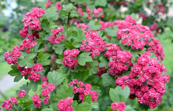 Flores de un espino rojo sangre (Crataegus sanguinea Pall .) — Foto de Stock