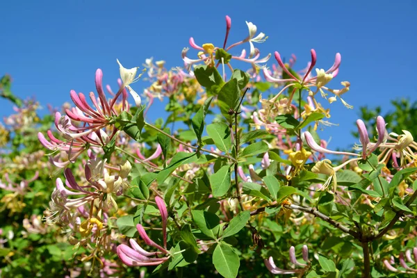 Geißblatt-Blüten (lonicera caprifolium l.) vor dem Hintergrund des blauen Himmels — Stockfoto