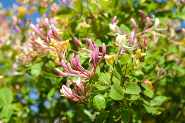 Kaprifol (Lonicera caprifolium L.). Blommande — Stockfoto