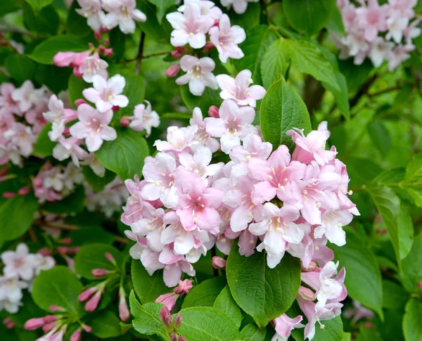 Цветение вейгелевого сада (Weigela Thunb .) — стоковое фото