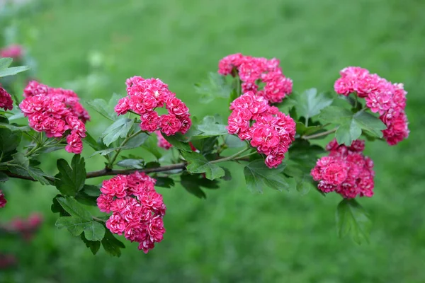 枝与山角血红的花朵（克拉塔古斯桑吉纳帕.) — 图库照片