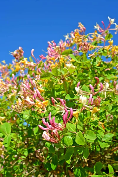 Mavi gökyüzünün arka planında bir hanımeli (Lonicera caprifolium L.) çiçeklenme — Stok fotoğraf