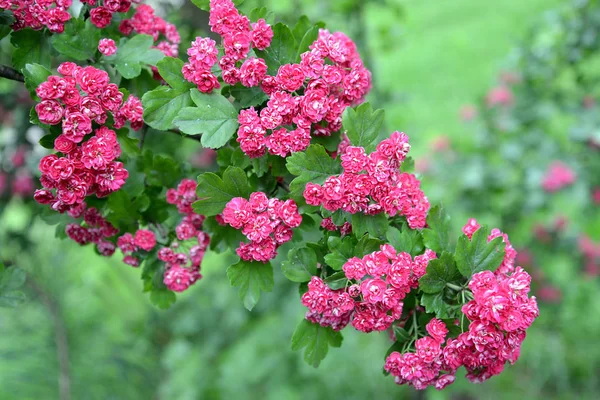 Infiorescenze di un biancospino rosso sangue (Crataegus sanguinea Pall — Foto Stock