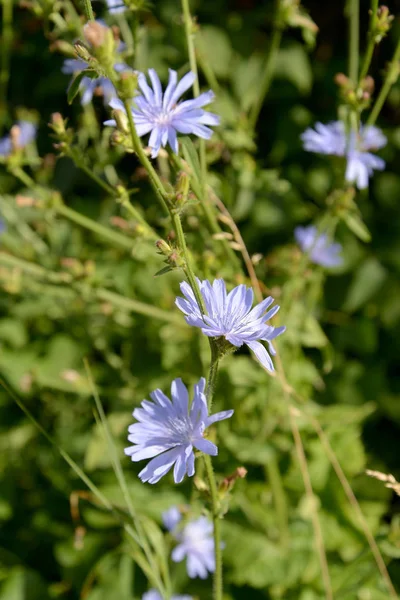 Çiçek açan succory sıradan (Cichorium intybus L.) — Stok fotoğraf