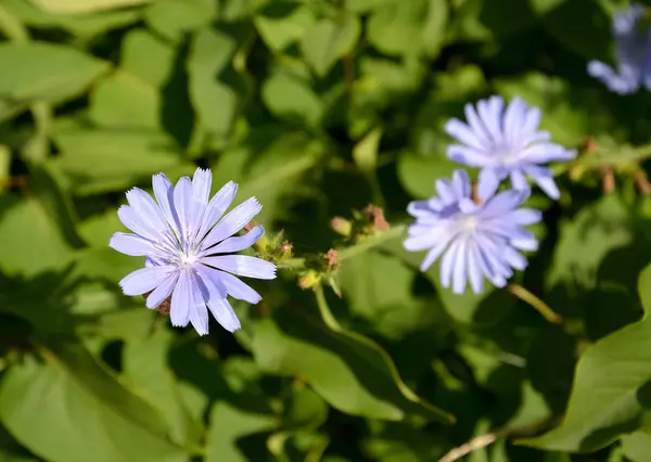 Квіти загальної сукорі ( Cichorium intybus L .) — стокове фото