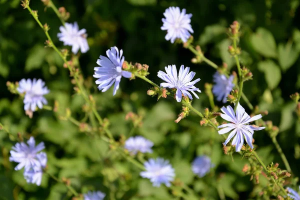 Blossoming of common succory (Cichorium intybus L.) — Stock Photo, Image