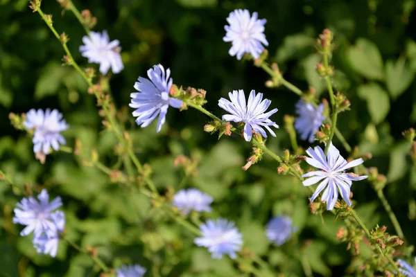 Цвітіння звичайної сукорі ( Cichorium intybus L .) — стокове фото