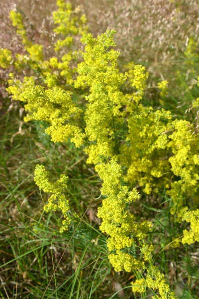 A virágzó ágyszalma sárga (Galium verum L.) — Stock Fotó