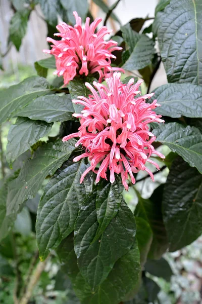 De bloeiende bijen balsem (Monarda L.) Close-up — Stockfoto