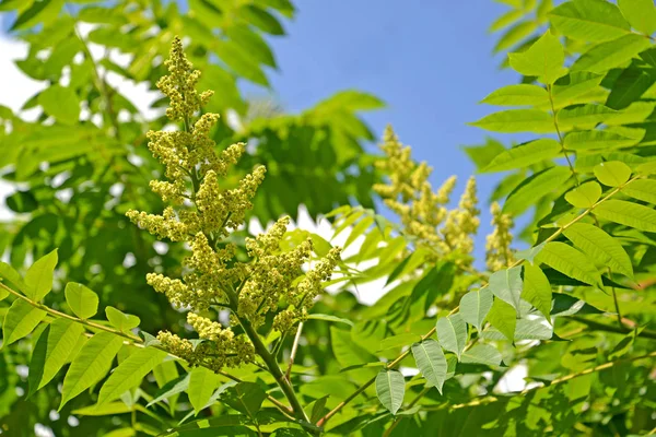 The blossoming poison ivy tannic (Rhus coriaria L.) against the background of the sky — Stock Photo, Image