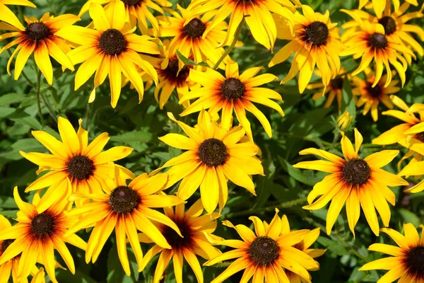 Фон от соснового хвойника волосатого (Rudbeckia hirta L) .) — стоковое фото