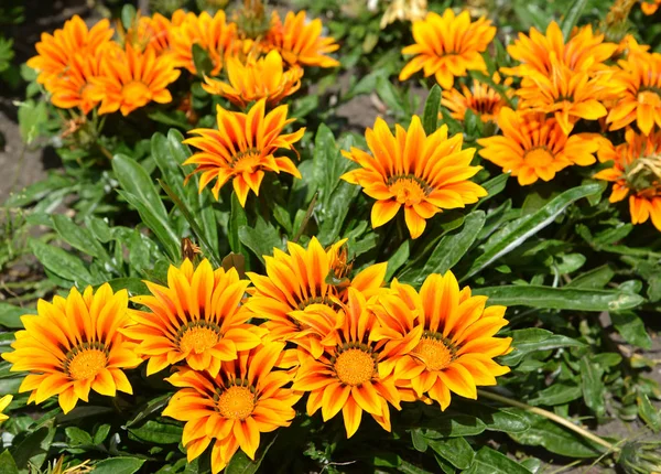 Floração de um gazaniya (gatsaniya) hardish (Gazania rigens (L.) Gaertn .) — Fotografia de Stock
