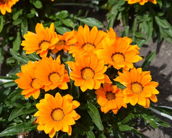 Las flores brillantes gazaniya (gatsaniya) hardish (Gazania rigens (L.) Gaertn .) — Foto de Stock