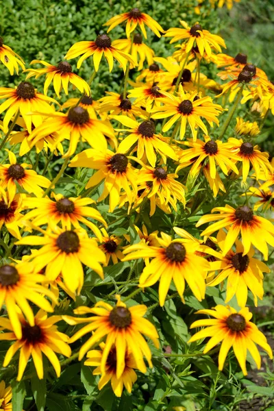 Blossoming of a coneflower hairy (Rudbeckia hirta L.). Backgroun Stock Picture