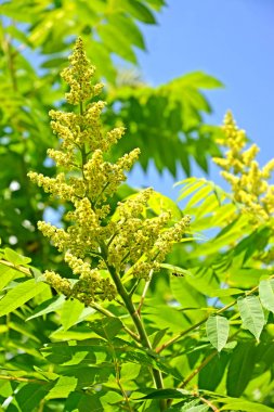 Gökyüzünün arka planına karşı zehirli sarmaşık tanenli (Rhus sumak L.) çiçeklenme